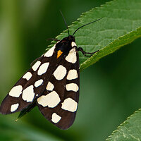 7D2_7910.jpg