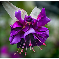 PFuchsia050123.jpg