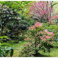 PJG-UpperTeaGarden042209.jpg