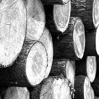 Logs.jpg