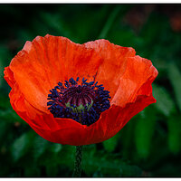 BB-Poppy052723.jpg