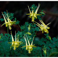 BB-YColumbines052723.jpg