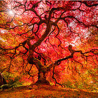 _B4C0623PortlandMapleTreeFB.jpg