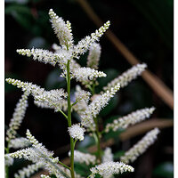 BB-Astilbe2023.jpg