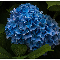 BB23-BHydrangea.jpg