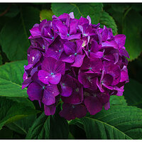 BB23-PHydrangea.jpg