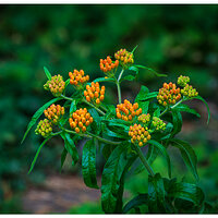 BB-ButterflyWeed.jpg