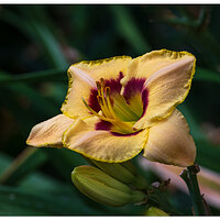 BB-DayLilly1.jpg