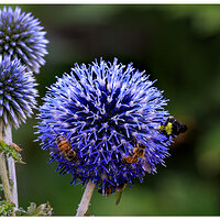 ThreeBeeBumblerEchinops.jpg