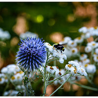 WW-BumblerEchinops.jpg