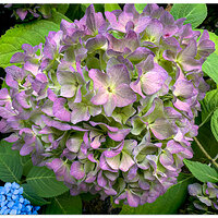 15PHydrangea092323.jpg