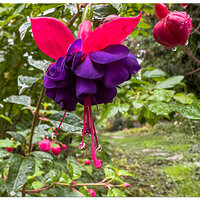 15P_FallFuschia092423.jpg