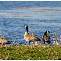 WW-RWR-CanadaGeese021003.jpg