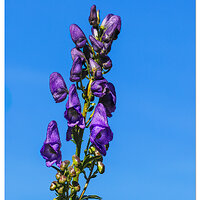 BB-MonksHood100123.jpg