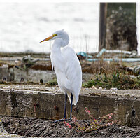 WW-FlorenceEgret101321.jpg