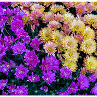 FMBlooms-Mums3.jpg