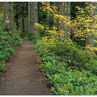 SFSP-RimTrail102120.jpg