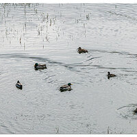 DJI_M3P_166_WW-MirrorLakeMallards.jpg