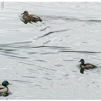 DJI_M3P_166_WW-MirrorLakeMallards-GAI.jpg