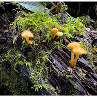 IP15_SCTrail-Mushrooms110823.jpg