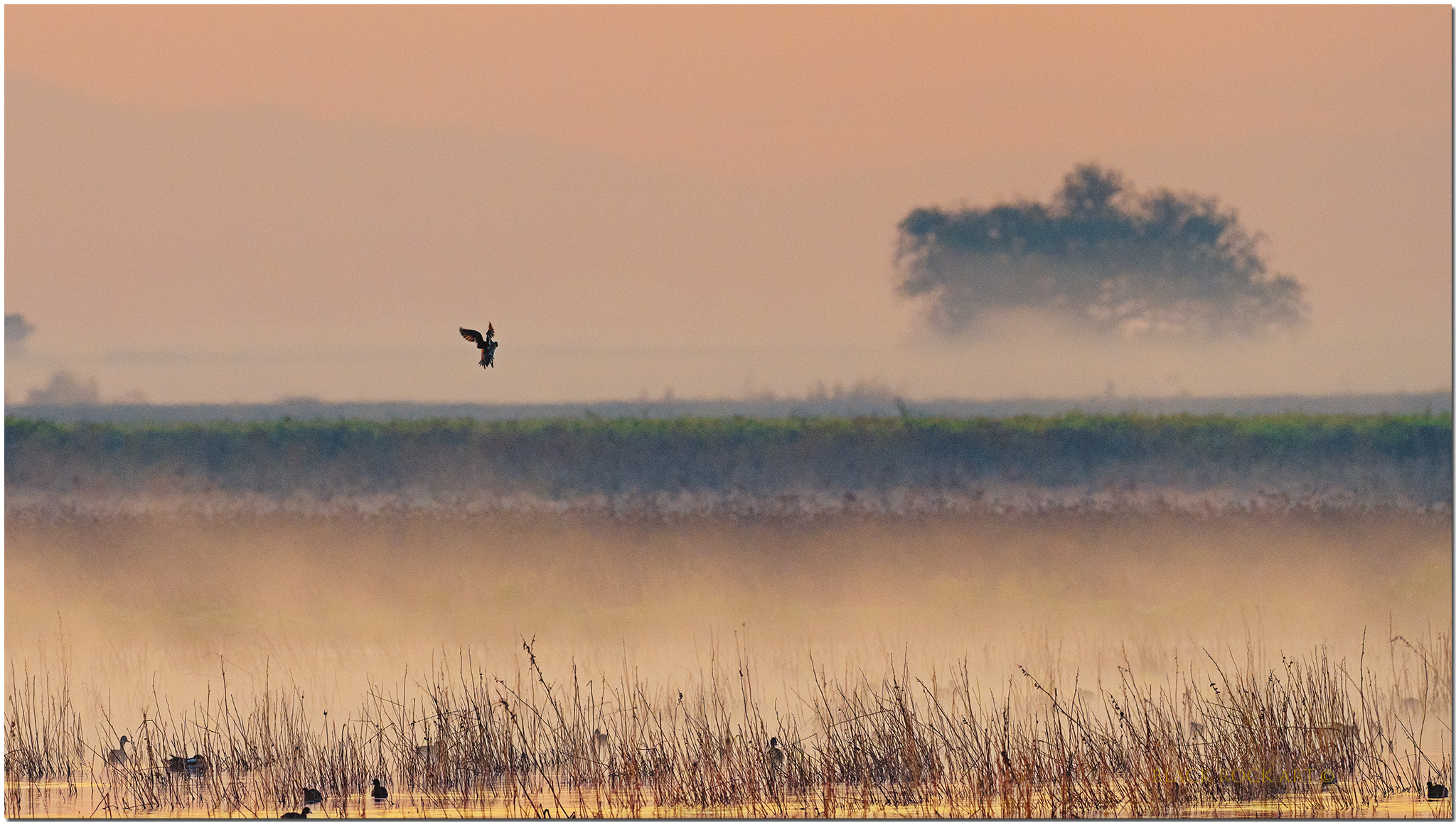 0006_OZA5841DuckFB.jpg