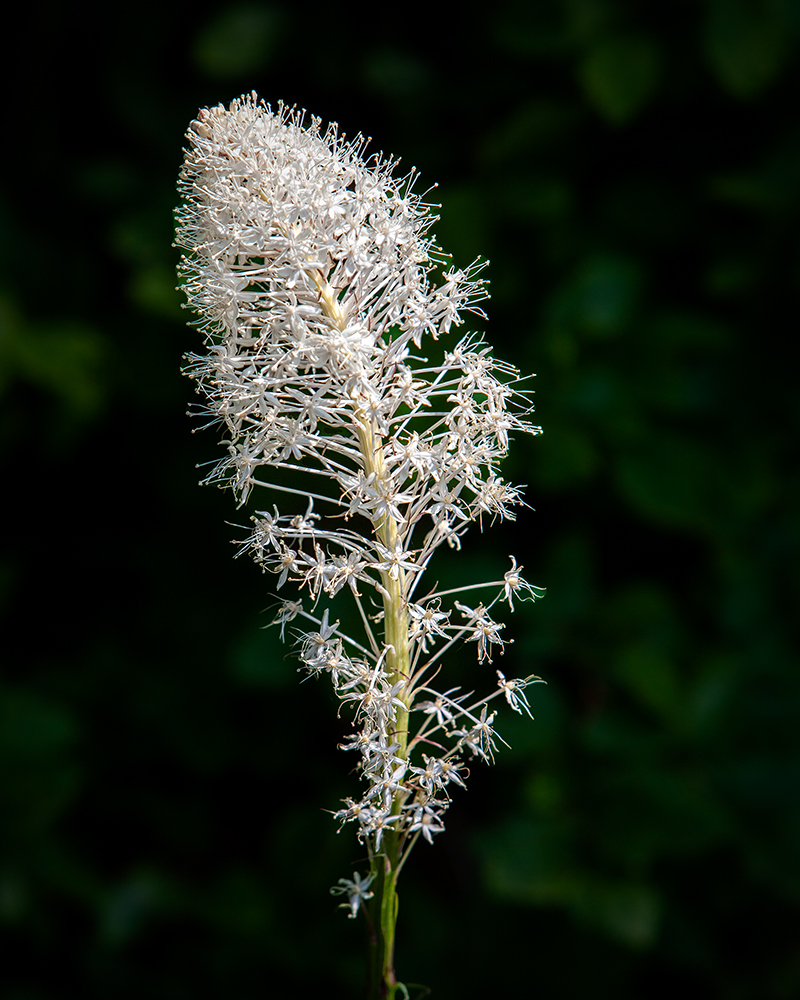 090627_mk3_6051.jpg