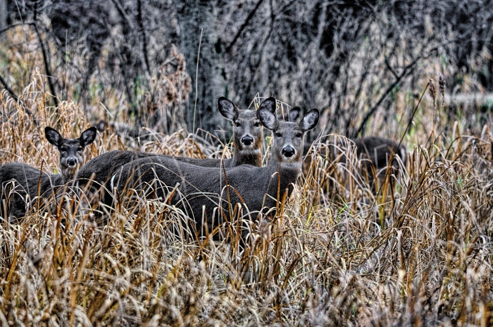 091201-0032-Heckrdotaa  1000