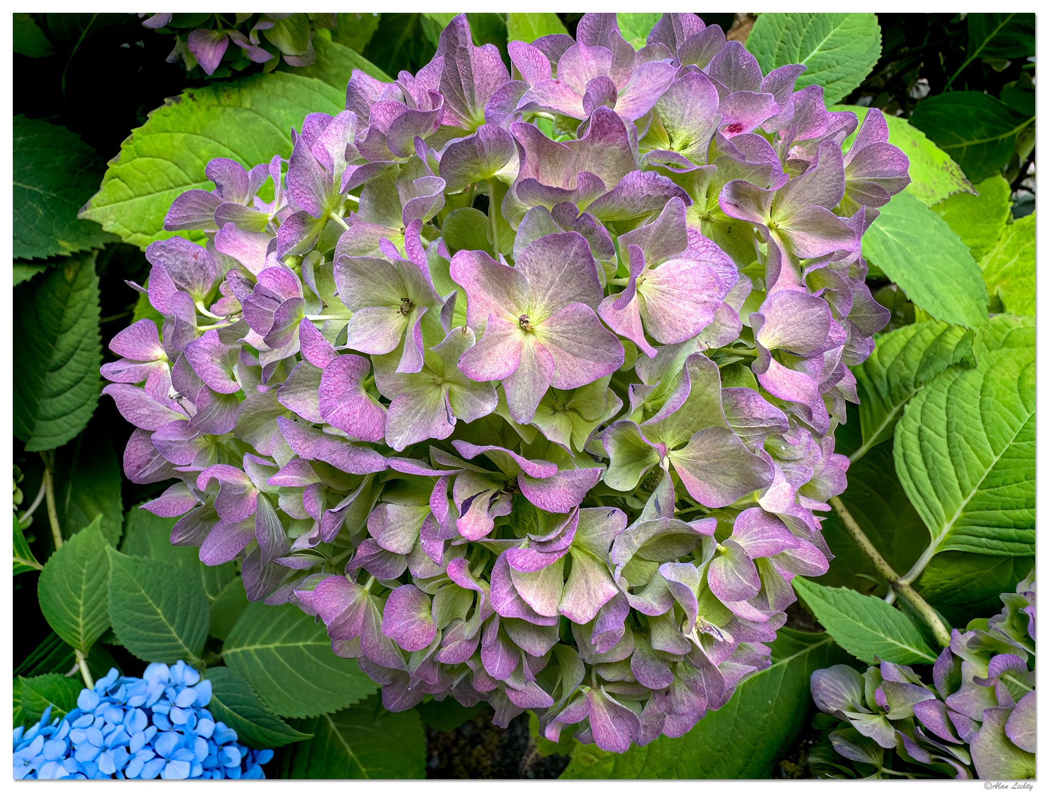 15PHydrangea092323.jpg