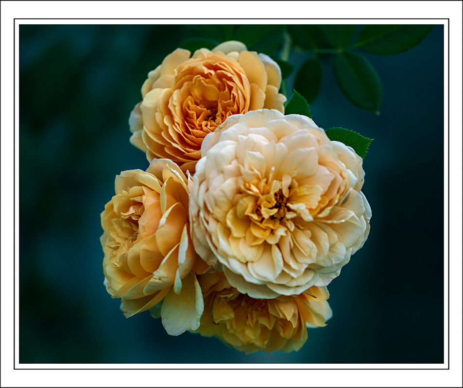 180824-7980-5DS R