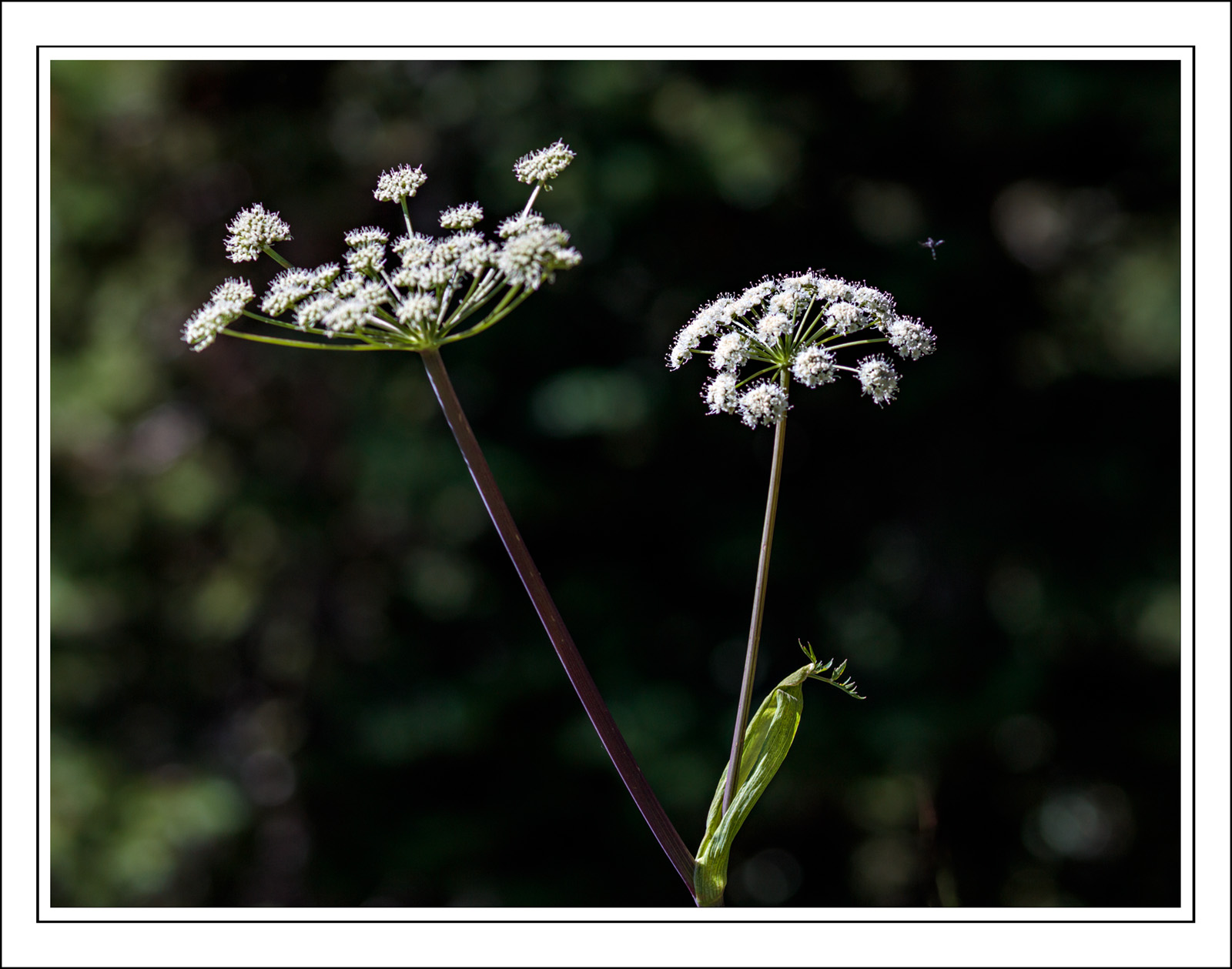 190726-11233-5DS R
