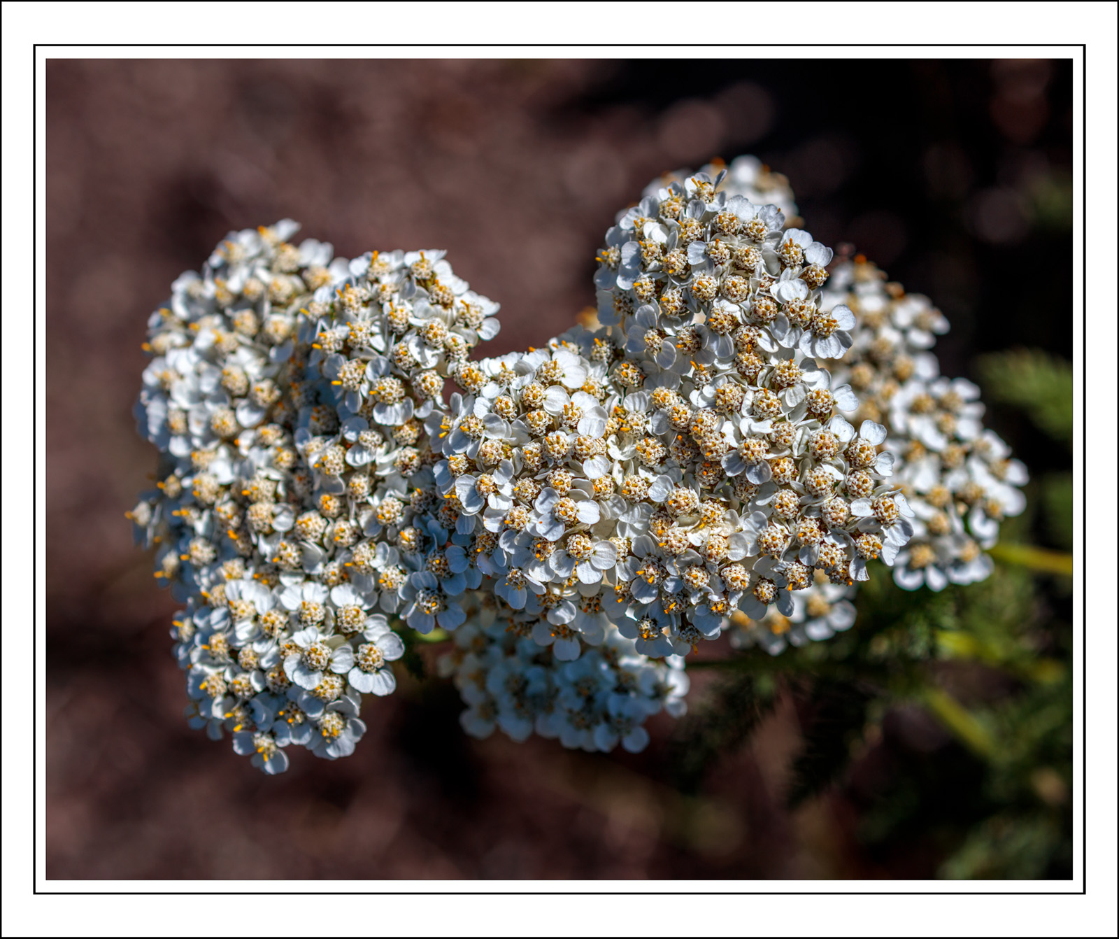 190726-11288-5DS R