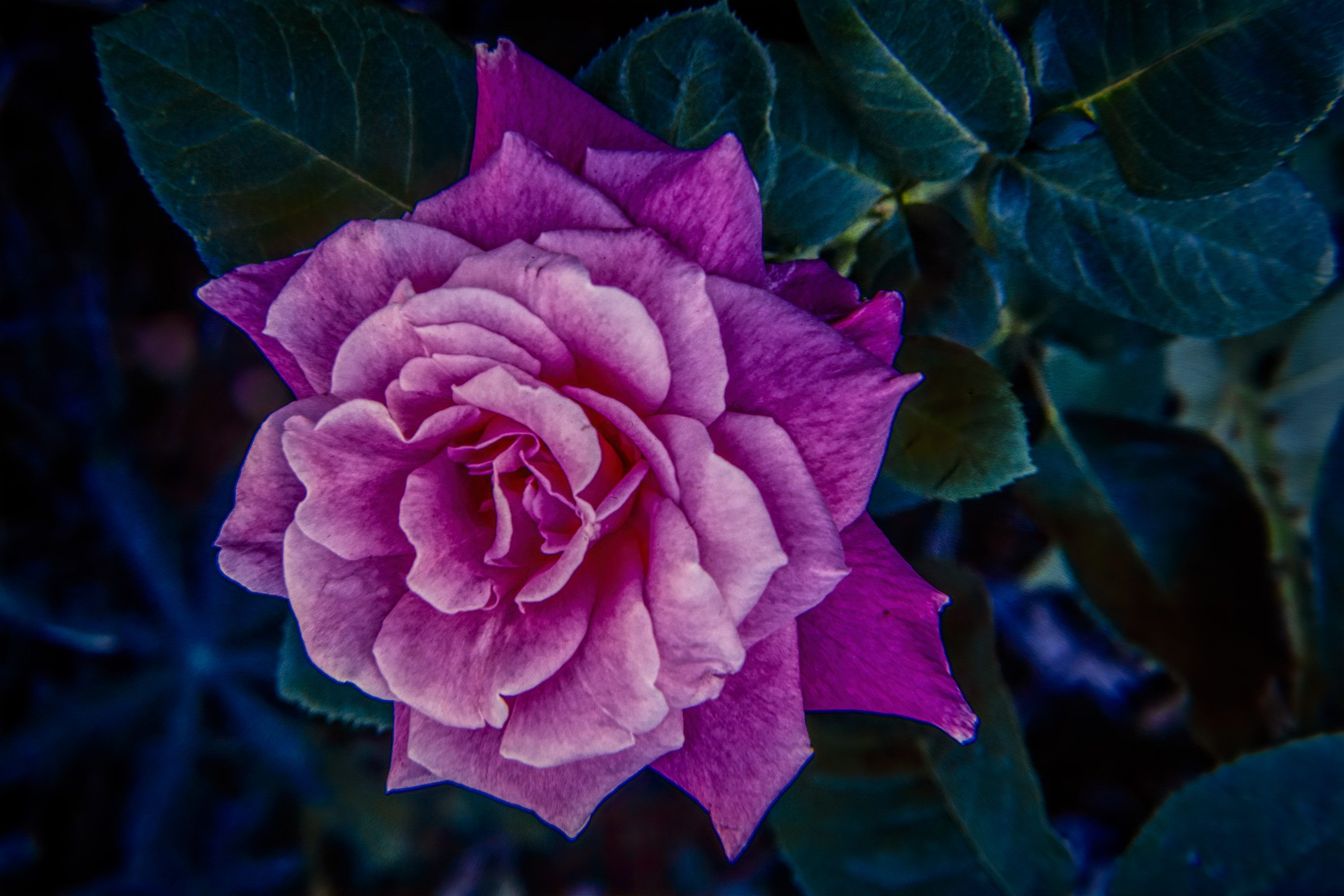 220114-27365-R5 sep81.jpg
