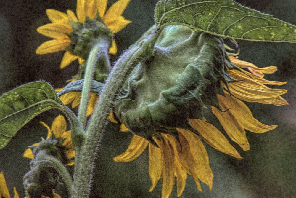 72K_4713  T1a  Mi2  1000