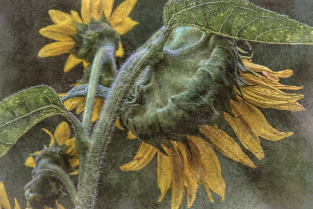 72K_4713  T1a  Mi3  1000