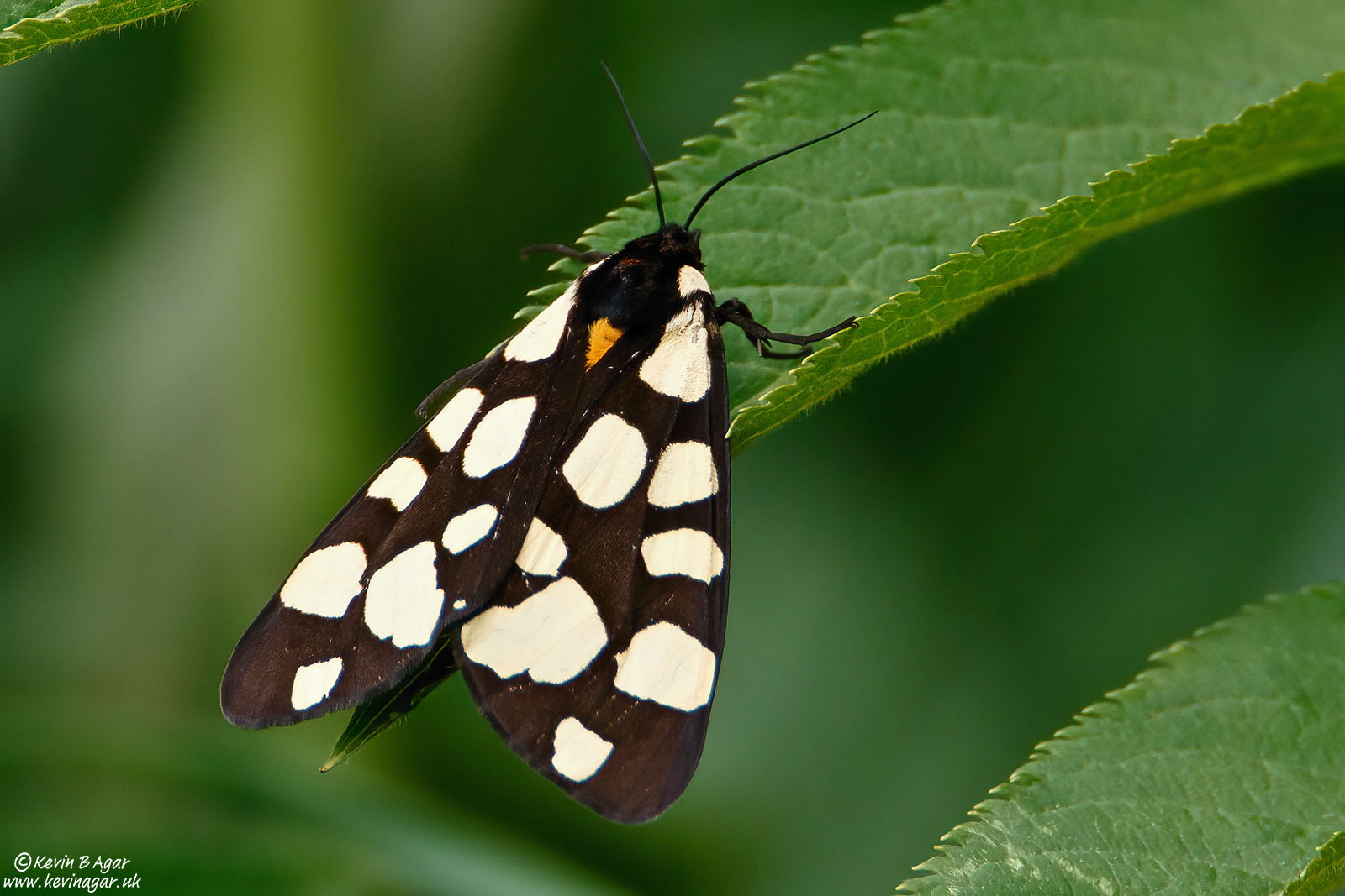 7D2_7910.jpg