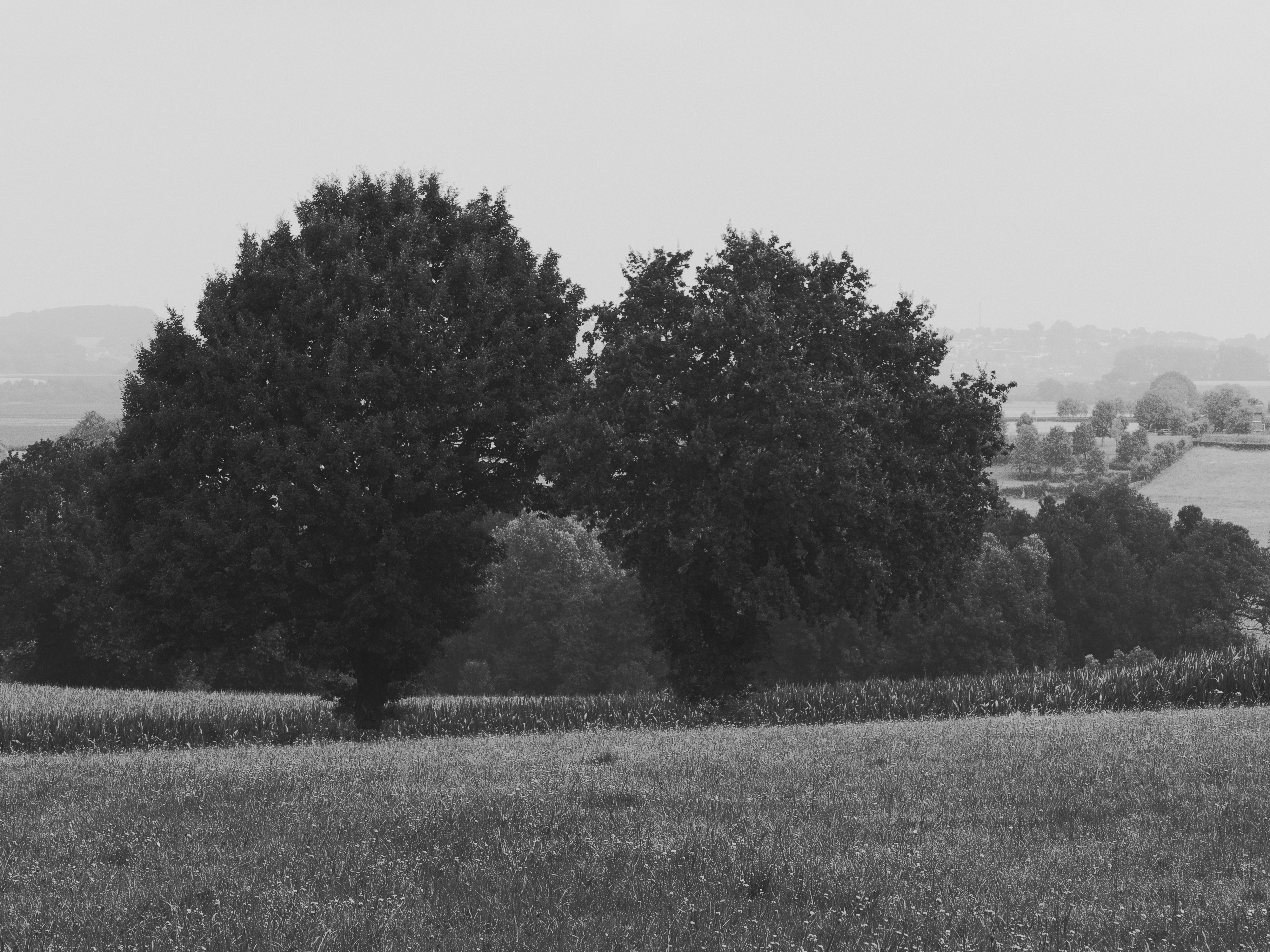 _1001337_cropped.jpg