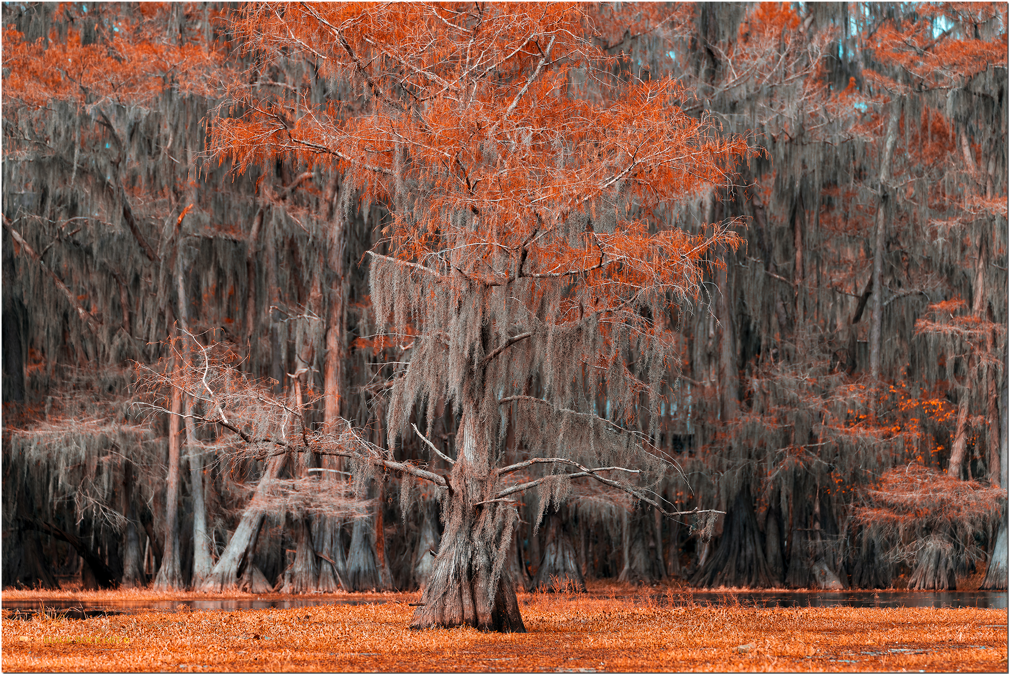 _B4C0103_CypressTreeFB.jpg