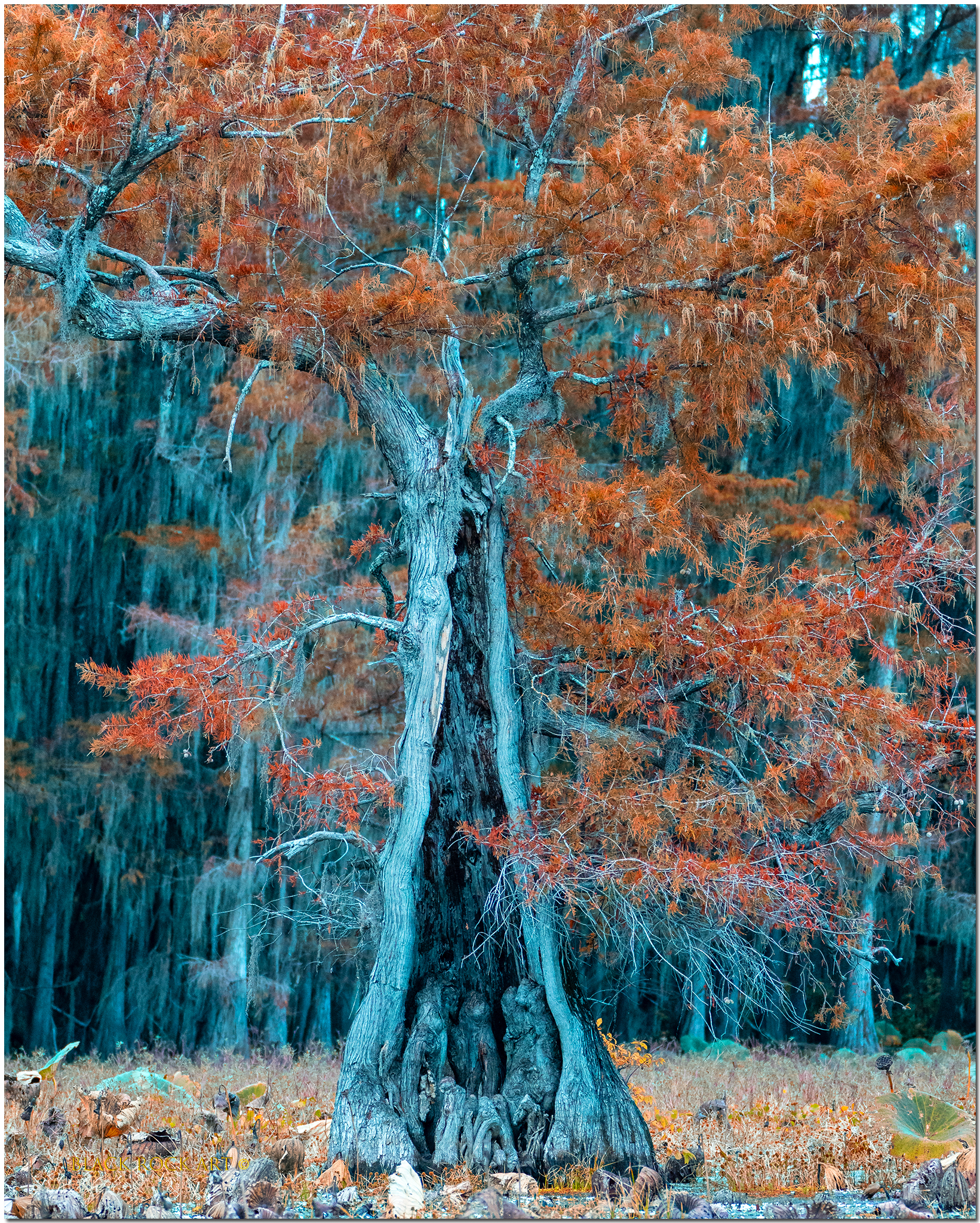 _B4C0326LoneCypressFB.jpg