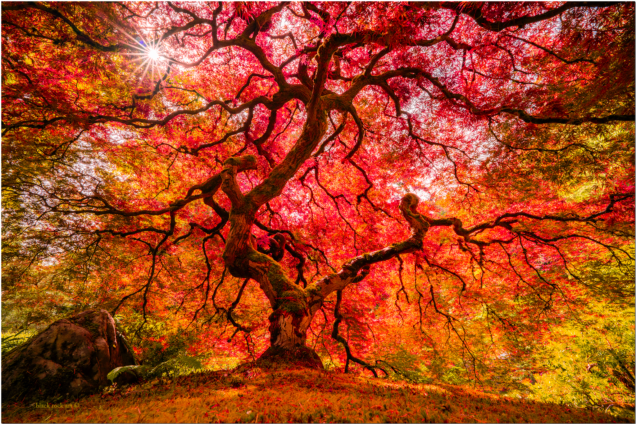 _B4C0623PortlandMapleTreeFB.jpg