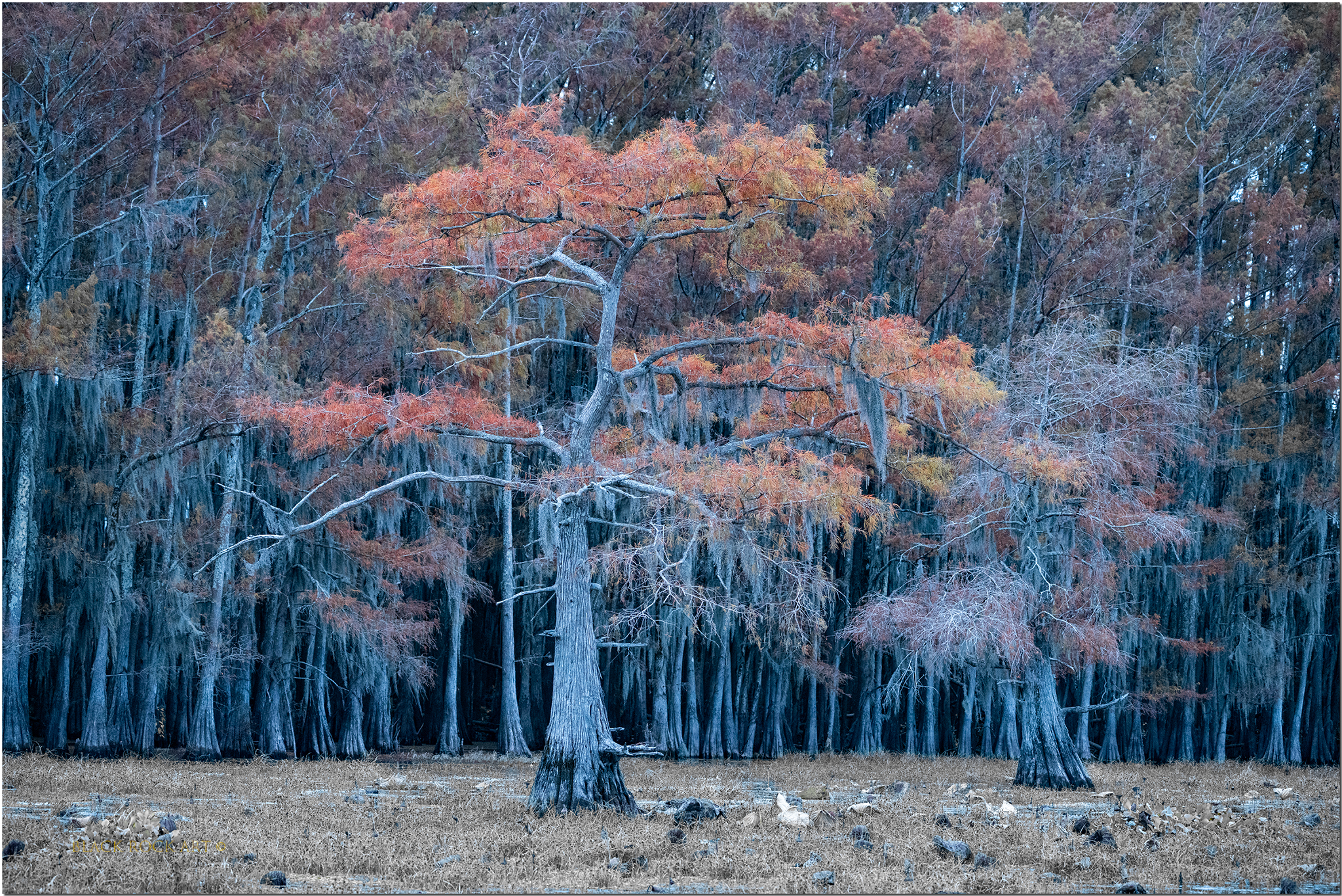 _B4C1164TreeFB.jpg