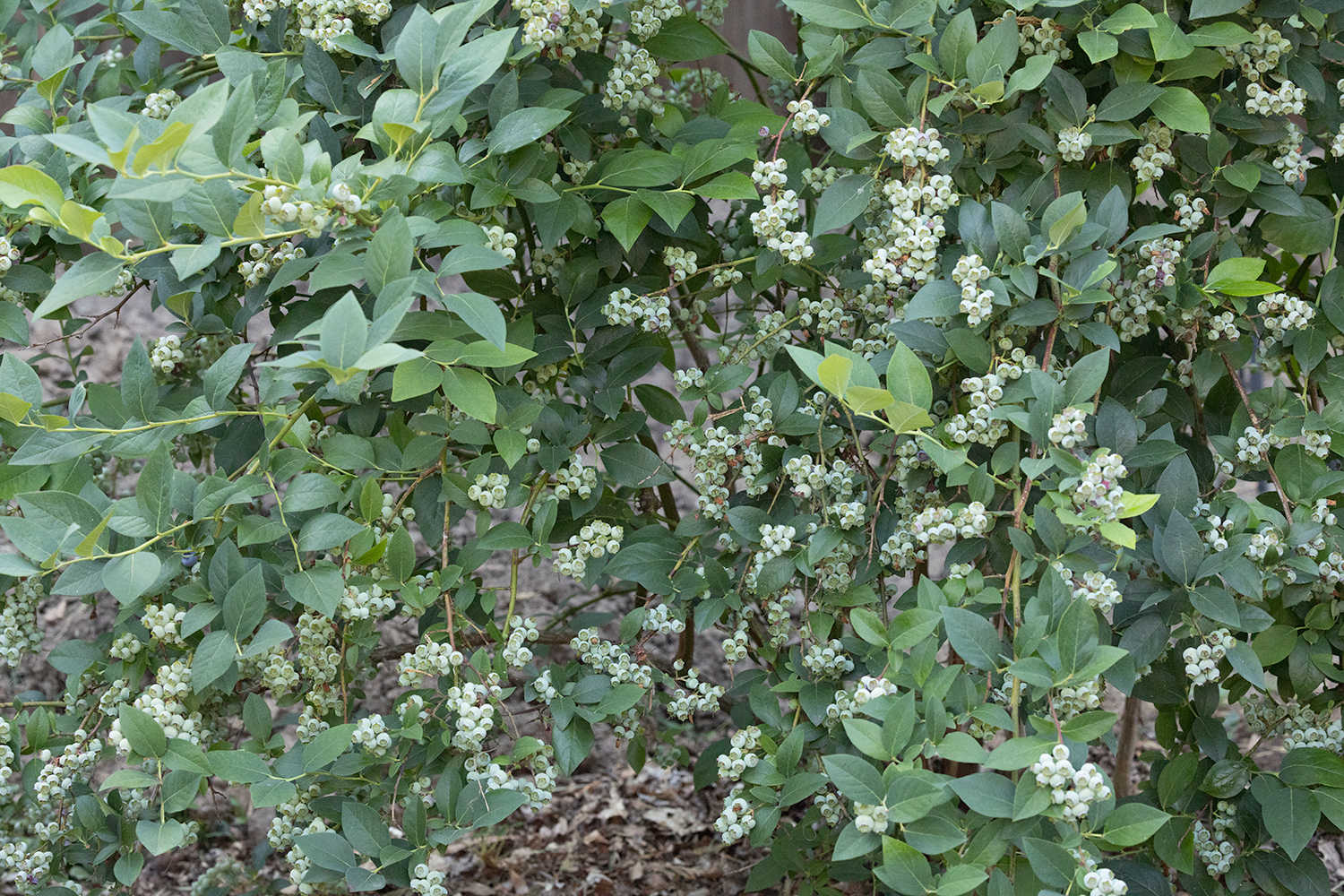 _C0A7564-Edit.jpg