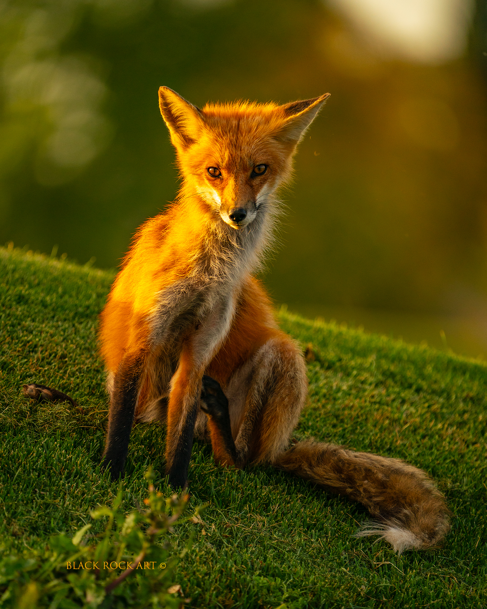 _CAP2133SittingFoxFB.jpg