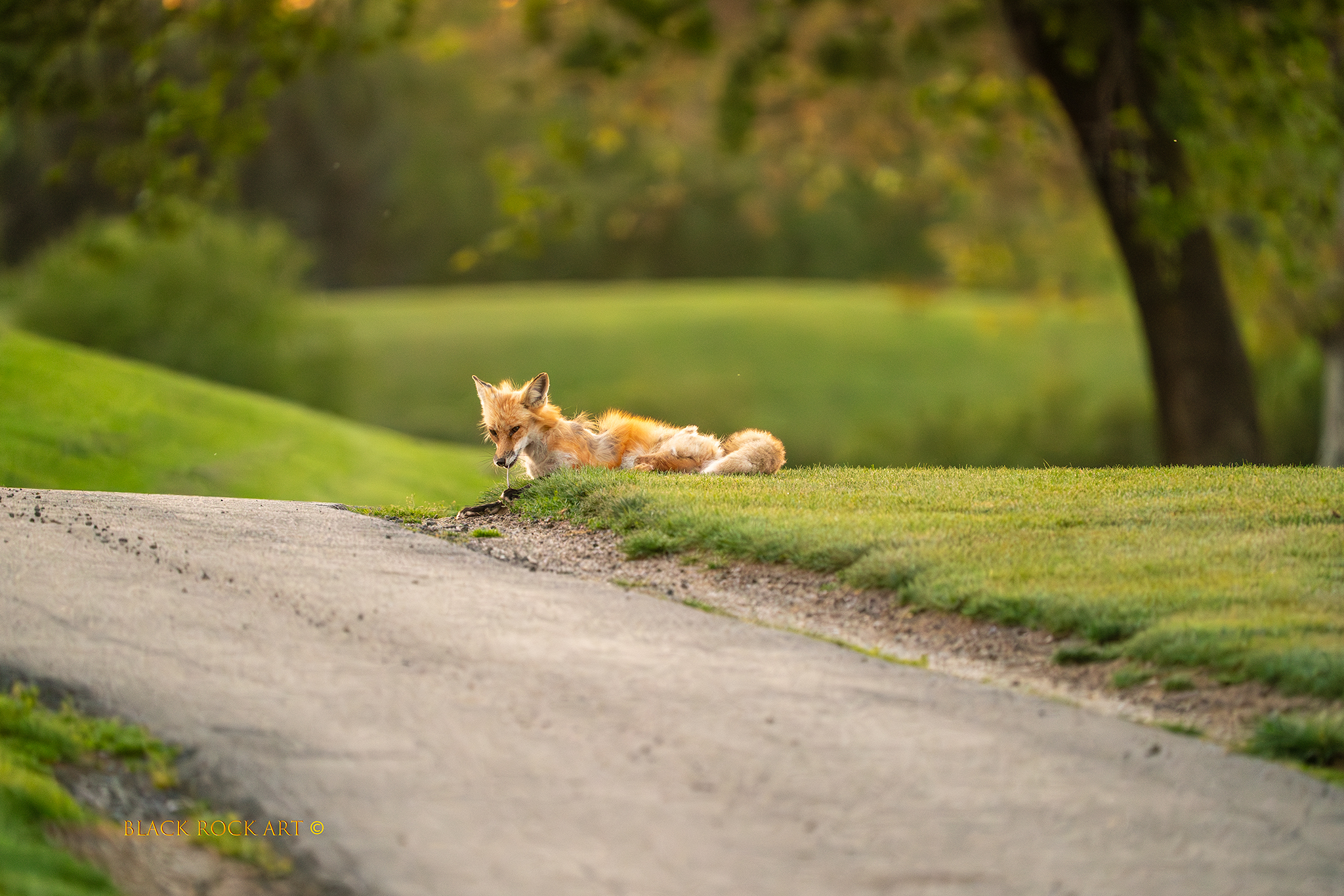 _CAP3802DFoxEatingGrass.jpg