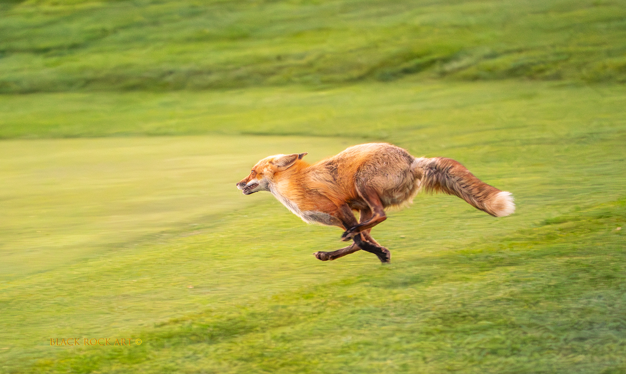 _CAP4195FoxRUN.jpg