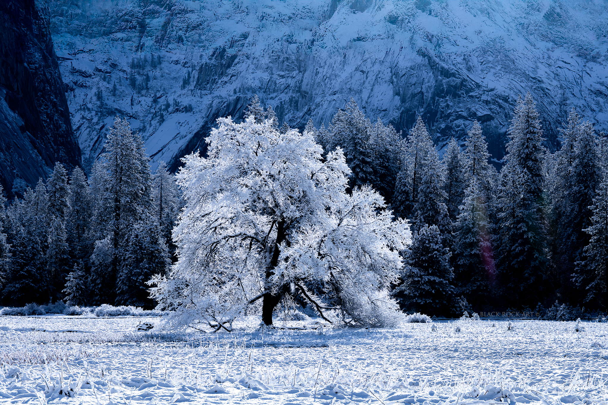 _CAP5268MeadowTreeInSunCropFB.jpg