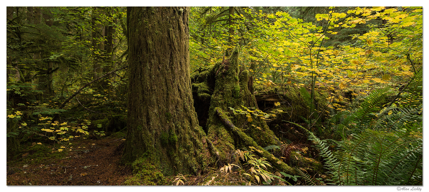 A Forest Trail