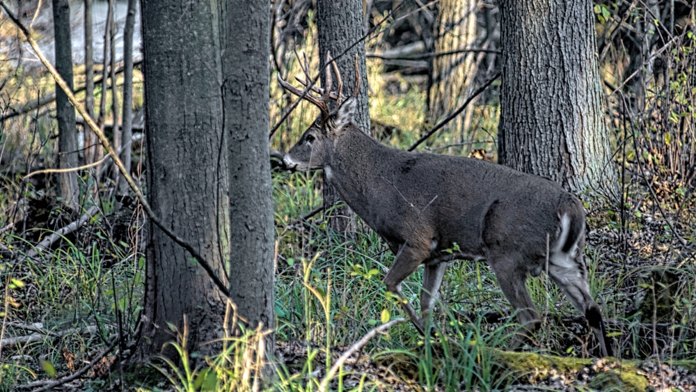 A Nice Buck