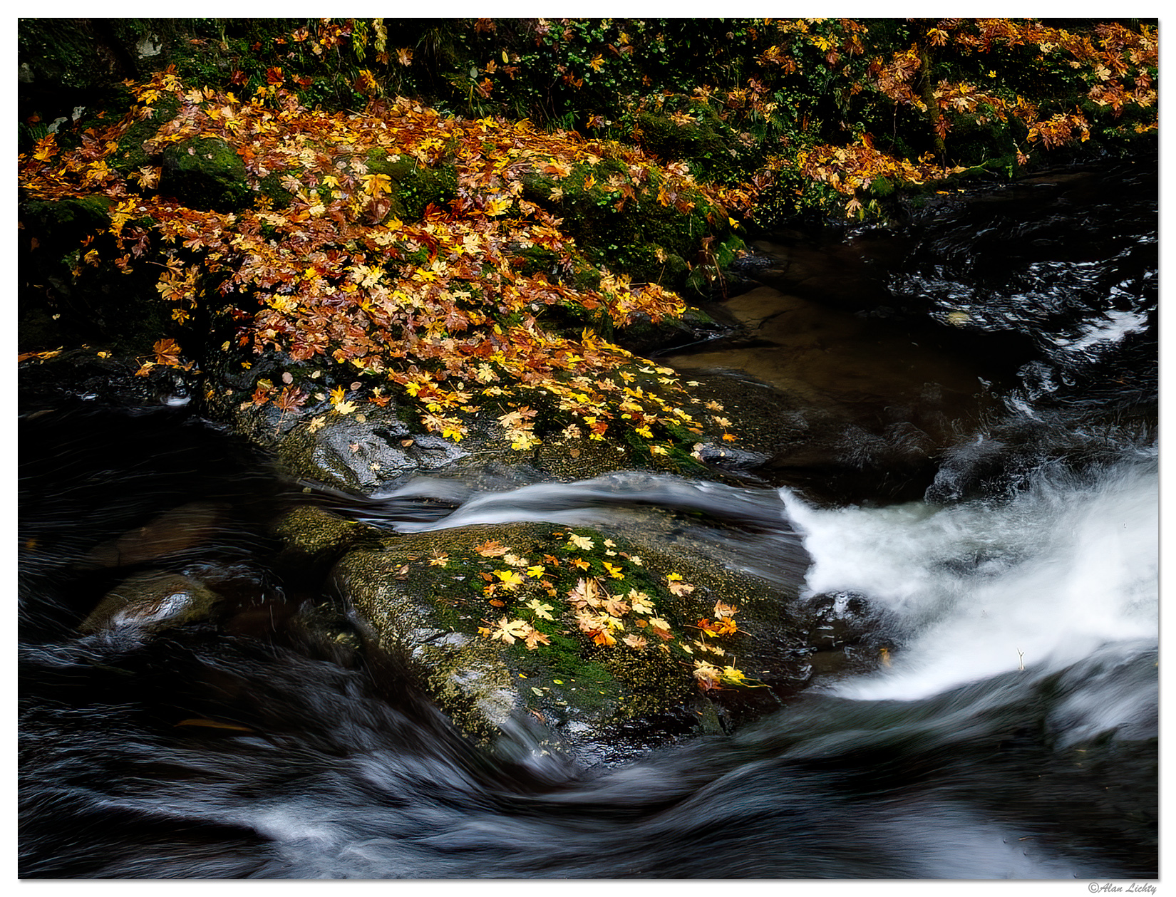 A Scene along the Creek