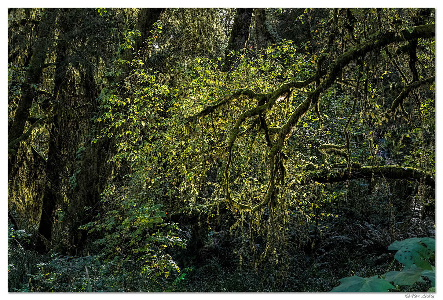 A Shaft of Light