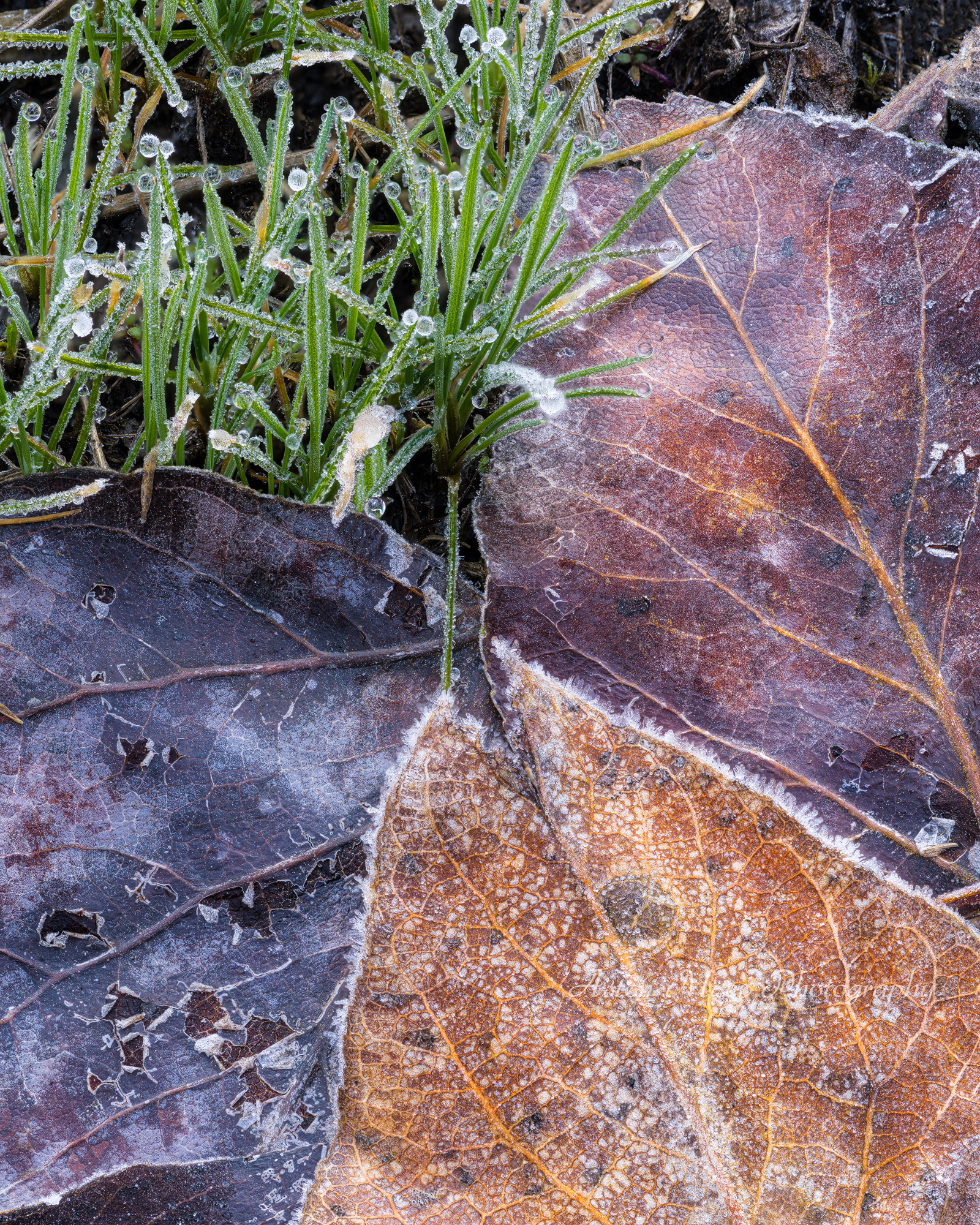 A Touch of Winter on Spring and Fall.jpg